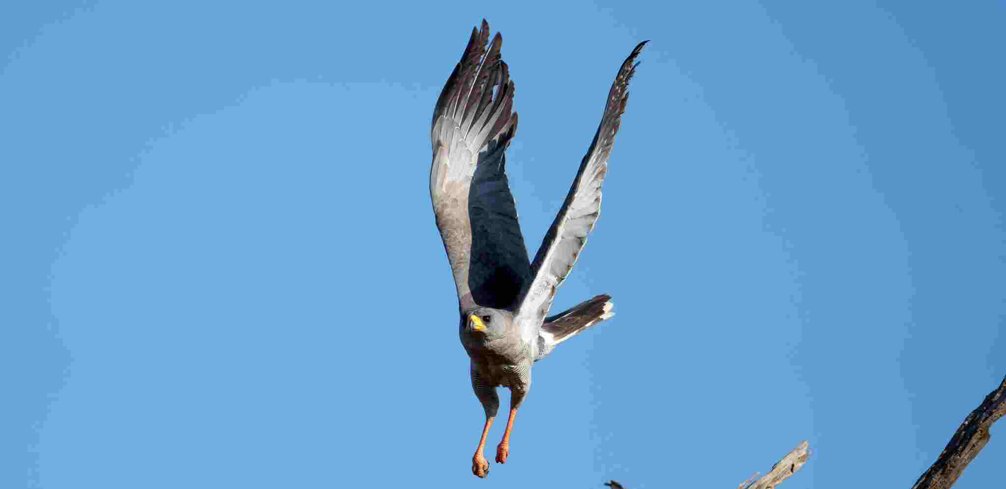 Hawk flying over blue sky